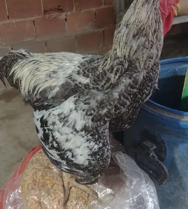 Imagem da campanha Rifa Frango GSB 3 meses