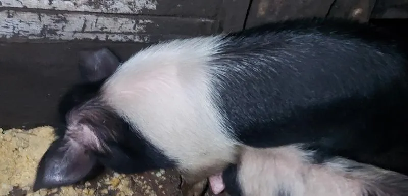 Imagem da campanha Porco caipira raça faixa branca