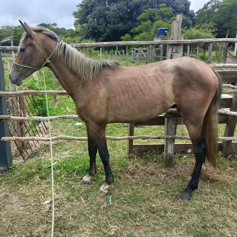 Imagem da campanha Potro mangalarga marchador