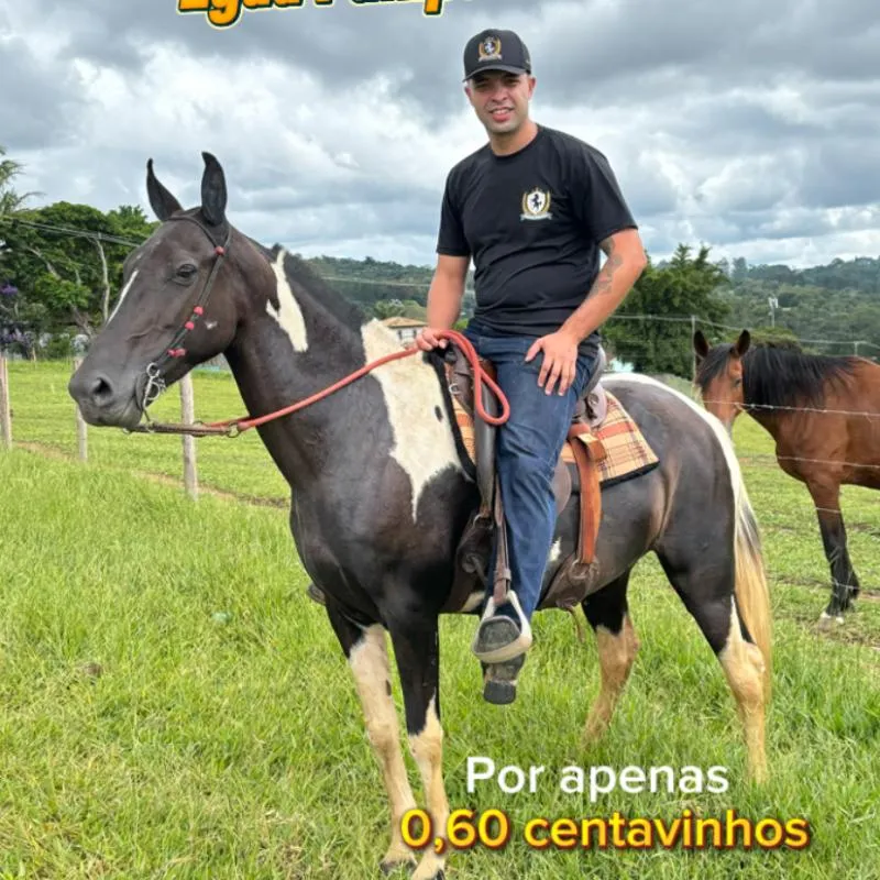Imagem da campanha ÉGUA PAMPA DE PRETO